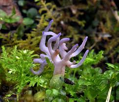 Attēlu rezultāti vaicājumam “Ramariopsis pulchella”