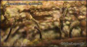 Attēlu rezultāti vaicājumam “Chaenotheca chlorella”