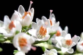 Attēlu rezultāti vaicājumam “Calluna vulgaris fruit”