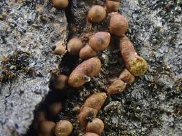 Attēlu rezultāti vaicājumam “Trichia contorta macro”