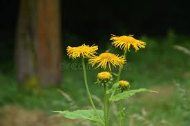 Image result for Telekia speciosa
