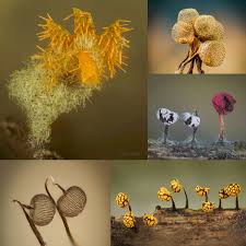 Attēlu rezultāti vaicājumam “Physarum viride var. incanum macro”