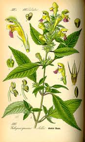 Image result for Galeopsis segetum