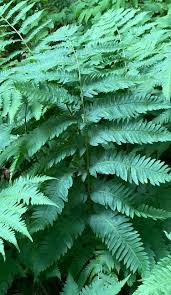 Image result for Wood Green A F S Association