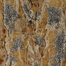 Attēlu rezultāti vaicājumam “Phaeographis dendritica”