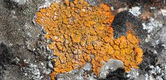 Attēlu rezultāti vaicājumam “Caloplaca saxicola”