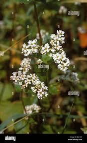Attēlu rezultāti vaicājumam “Fagopyrum esculentum flower”