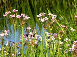 Attēlu rezultāti vaicājumam “Butomus umbellatus”