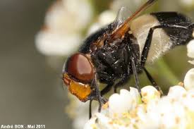 Attēlu rezultāti vaicājumam “Volucella pellucens”