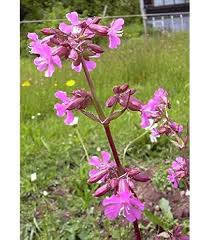 Image result for Pechnelke