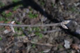 Attēlu rezultāti vaicājumam “Lonicera xylosteum bud”