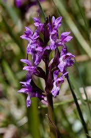 Attēlu rezultāti vaicājumam “Dactylorhiza”