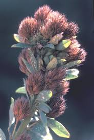 Attēlu rezultāti vaicājumam “Lophozia capitata”