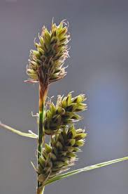 Attēlu rezultāti vaicājumam “Carex buxbaumii”