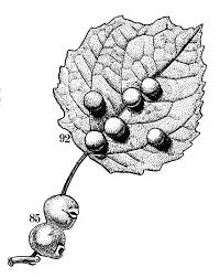 Attēlu rezultāti vaicājumam “Harmandia”