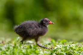 Attēlu rezultāti vaicājumam “Gallinula chloropus juvenile”