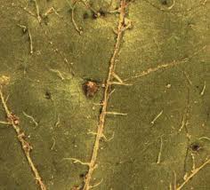 Attēlu rezultāti vaicājumam “Galinsoga quadriradiata leaf”