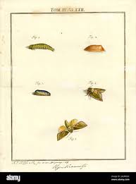 Attēlu rezultāti vaicājumam “Depressariidae”