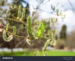 Attēlu rezultāti vaicājumam “Salix daphnoides leaf”