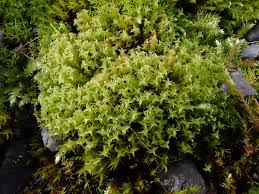 Attēlu rezultāti vaicājumam “Didymodon fallax var. brevifolius”