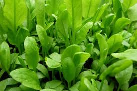 Image result for Sauerampfer