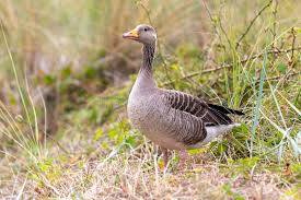 Attēlu rezultāti vaicājumam “Anser anser juvenile”