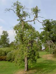 Attēlu rezultāti vaicājumam “Fraxinus excelsior Pendula”