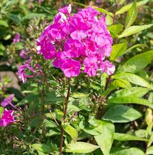 Image result for Phlox (großblumig)