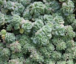 Image result for Aichryson