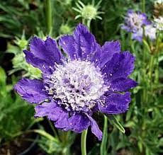 Image result for scabiosa caucasica