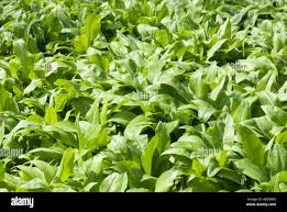 Attēlu rezultāti vaicājumam “Allium ursinum fruit”