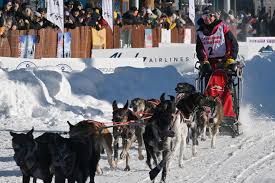 Image result for Team Ice Fire British Sled Dog Racing Team
