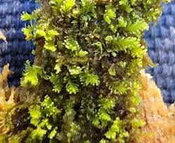 Attēlu rezultāti vaicājumam “Anastrophyllum minutum”