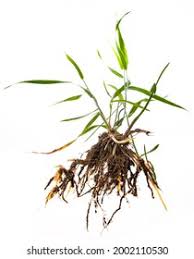 Attēlu rezultāti vaicājumam “Elytrigia repens leaf”