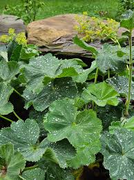 Image result for Alchemilla mollis