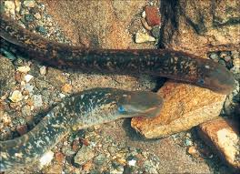 Image result for Petromyzon marinus