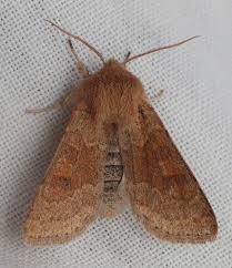 Attēlu rezultāti vaicājumam “Orthosia miniosa imago”