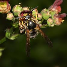 Attēlu rezultāti vaicājumam “Dolichovespula media”