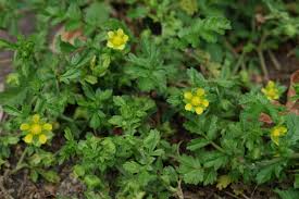 Attēlu rezultāti vaicājumam “Potentilla supina leaf”