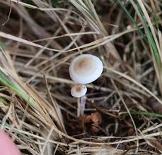 Attēlu rezultāti vaicājumam “Collybia cirrhata”