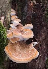 Attēlu rezultāti vaicājumam “Bondarzewia mesenterica”