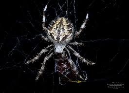 Attēlu rezultāti vaicājumam “Araneidae”