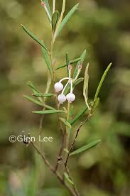Attēlu rezultāti vaicājumam “Andromeda polifolia leaf”