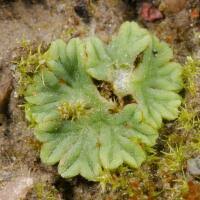 Attēlu rezultāti vaicājumam “Riccia rhenana”