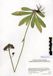 Attēlu rezultāti vaicājumam “Pilosella aurantiaca”