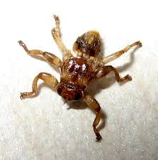 Attēlu rezultāti vaicājumam “Lipoptena cervi”