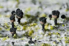 Attēlu rezultāti vaicājumam “Calicium salicinum”