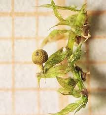 Attēlu rezultāti vaicājumam “Physarum bryomacrocarpum spores”