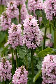 Attēlu rezultāti vaicājumam “Stachys officinalis”