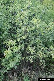 Attēlu rezultāti vaicājumam “Prunus spinosa”